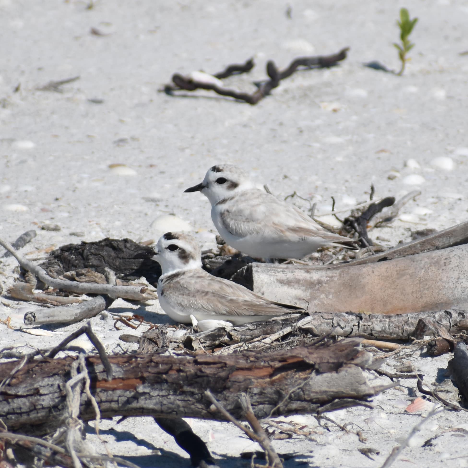 image of snowy plover pair