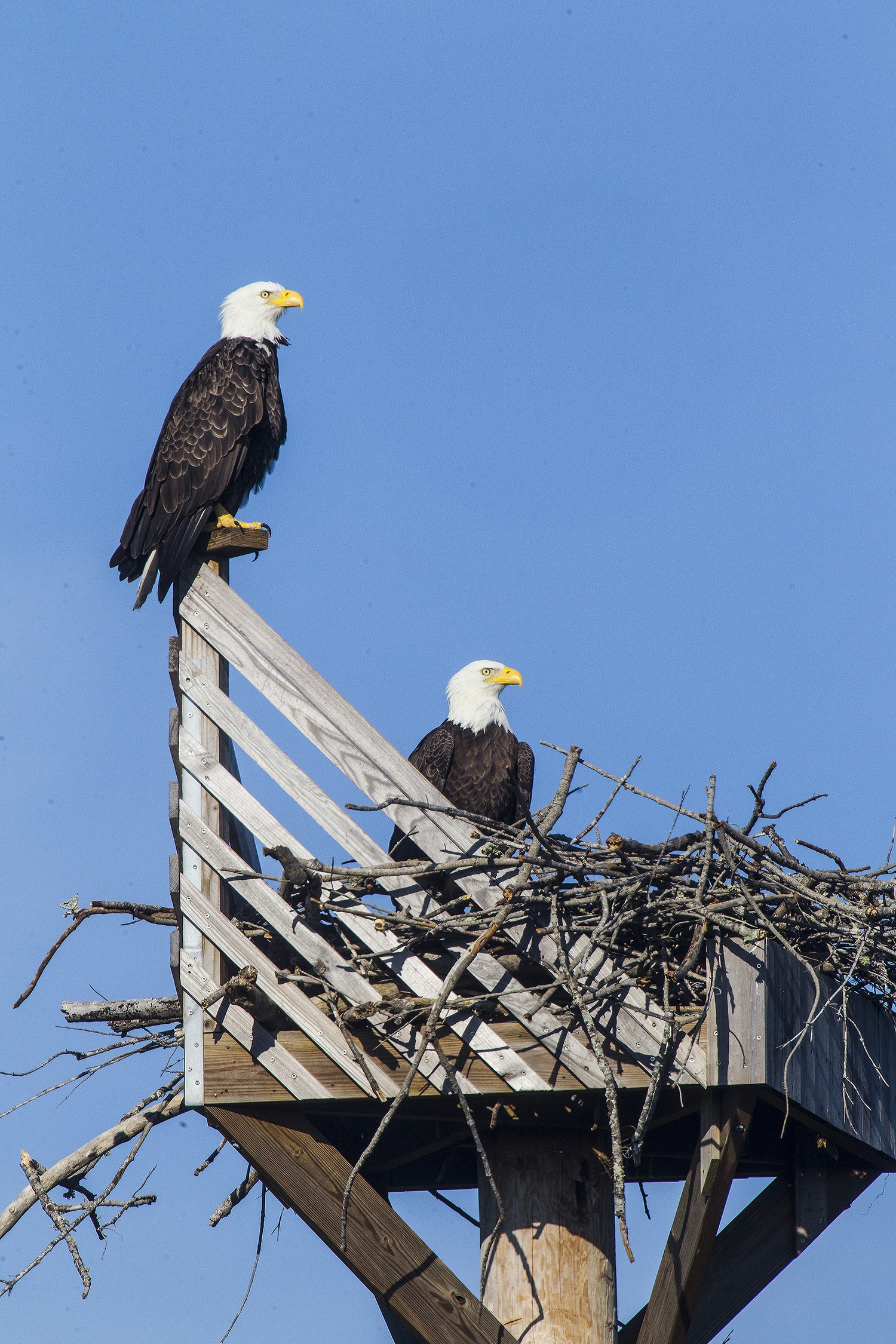 image of two bald eagles on a nest