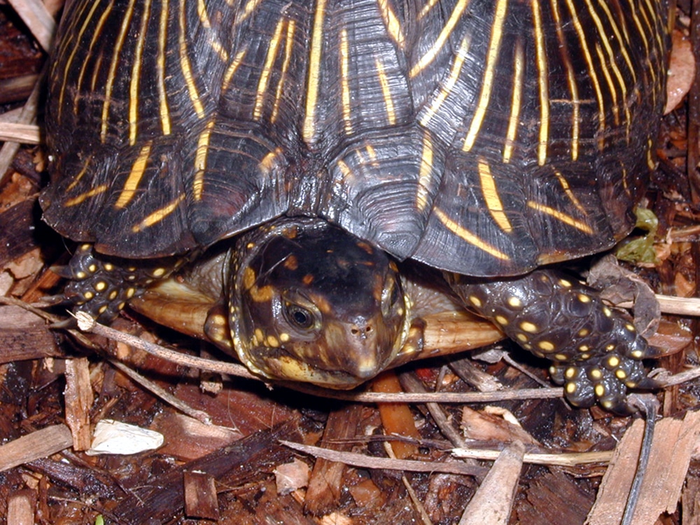 box turtle close up