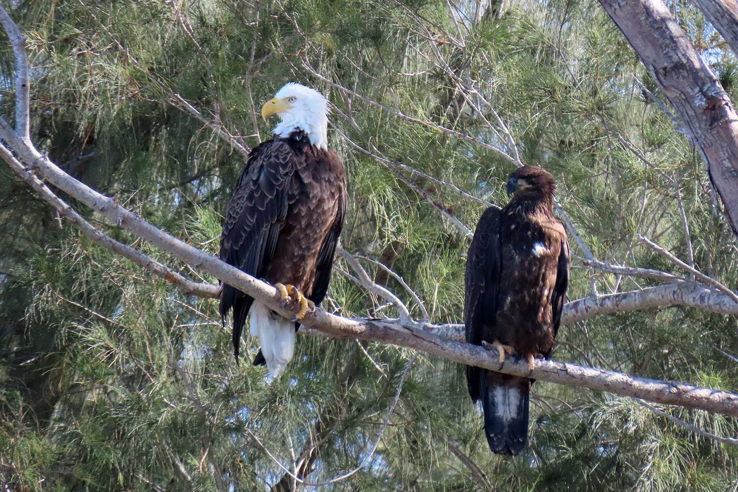 image of an adult and juvenile bald eagle