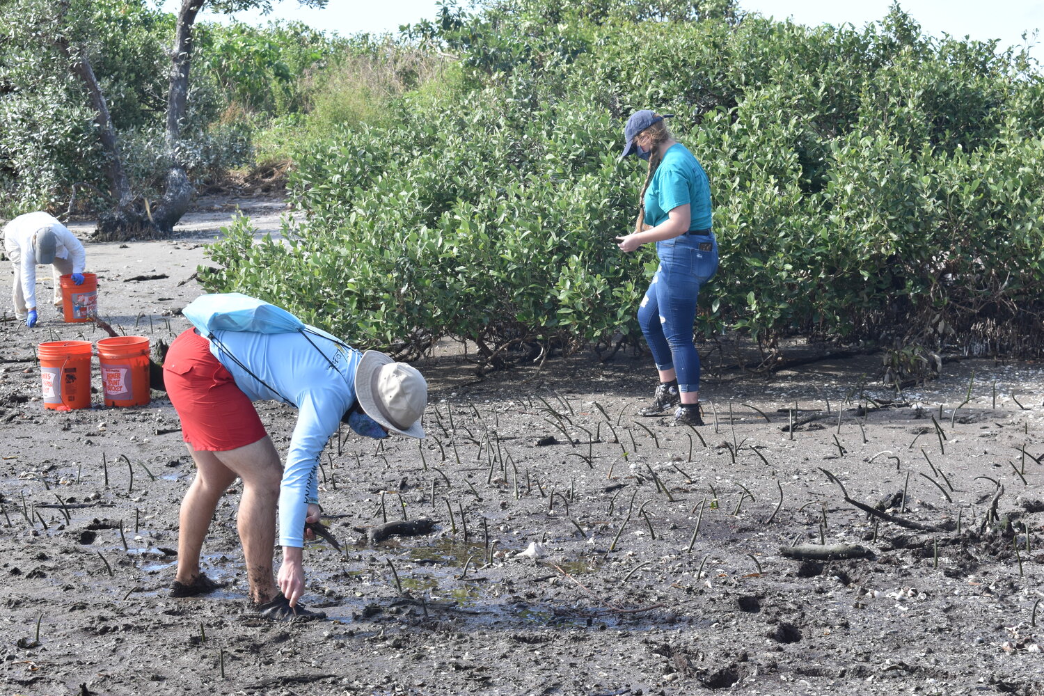 image of people planting mangrove saplings in the sand