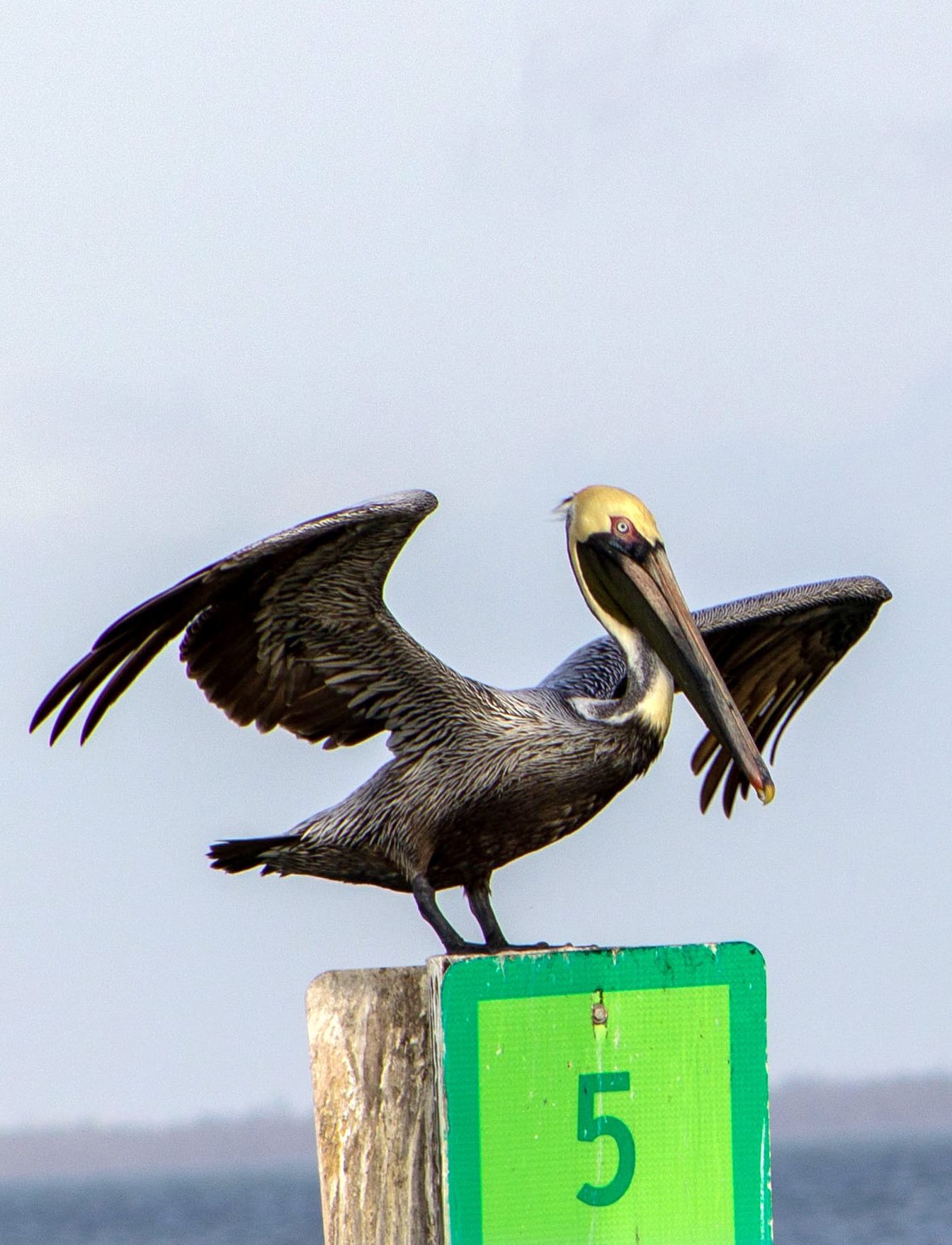 image of pelican on piling