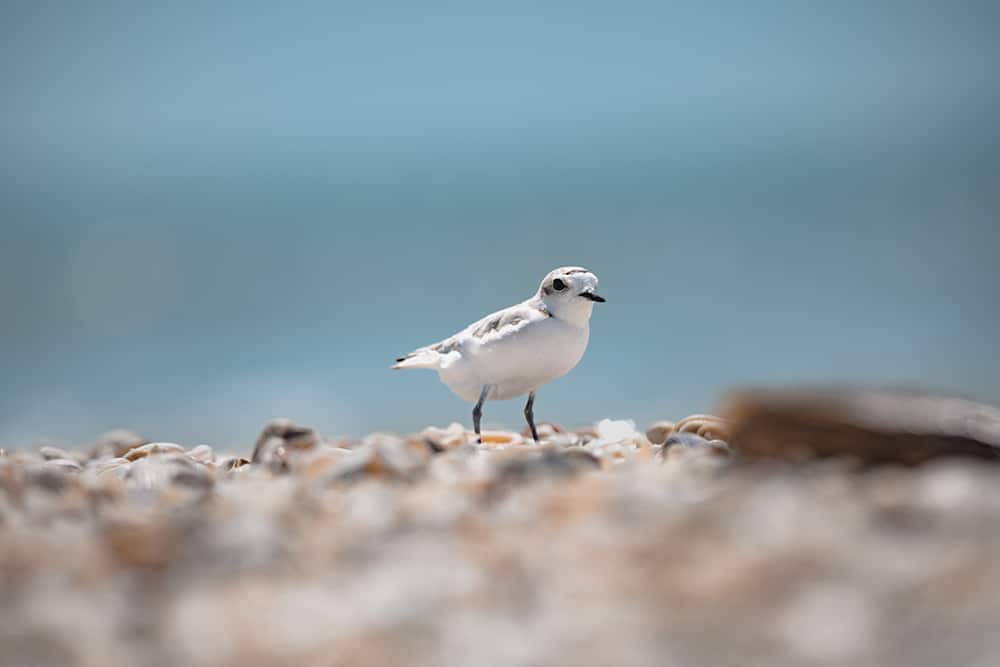 image of snowy plover in sand