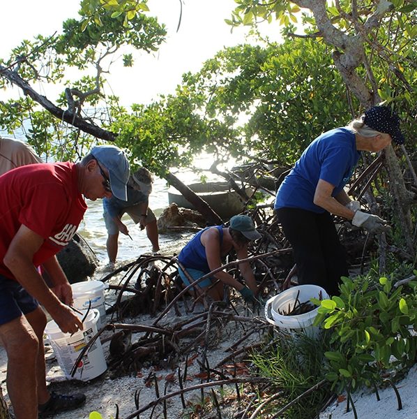 image of people planting mangroves
