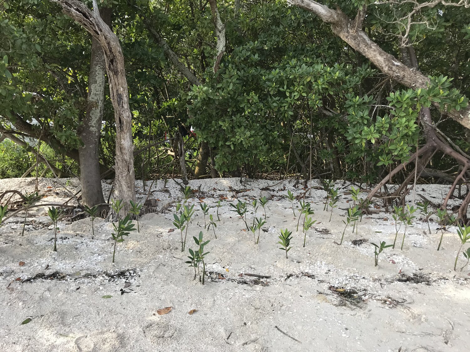image of mangrove saplings on a shoreline