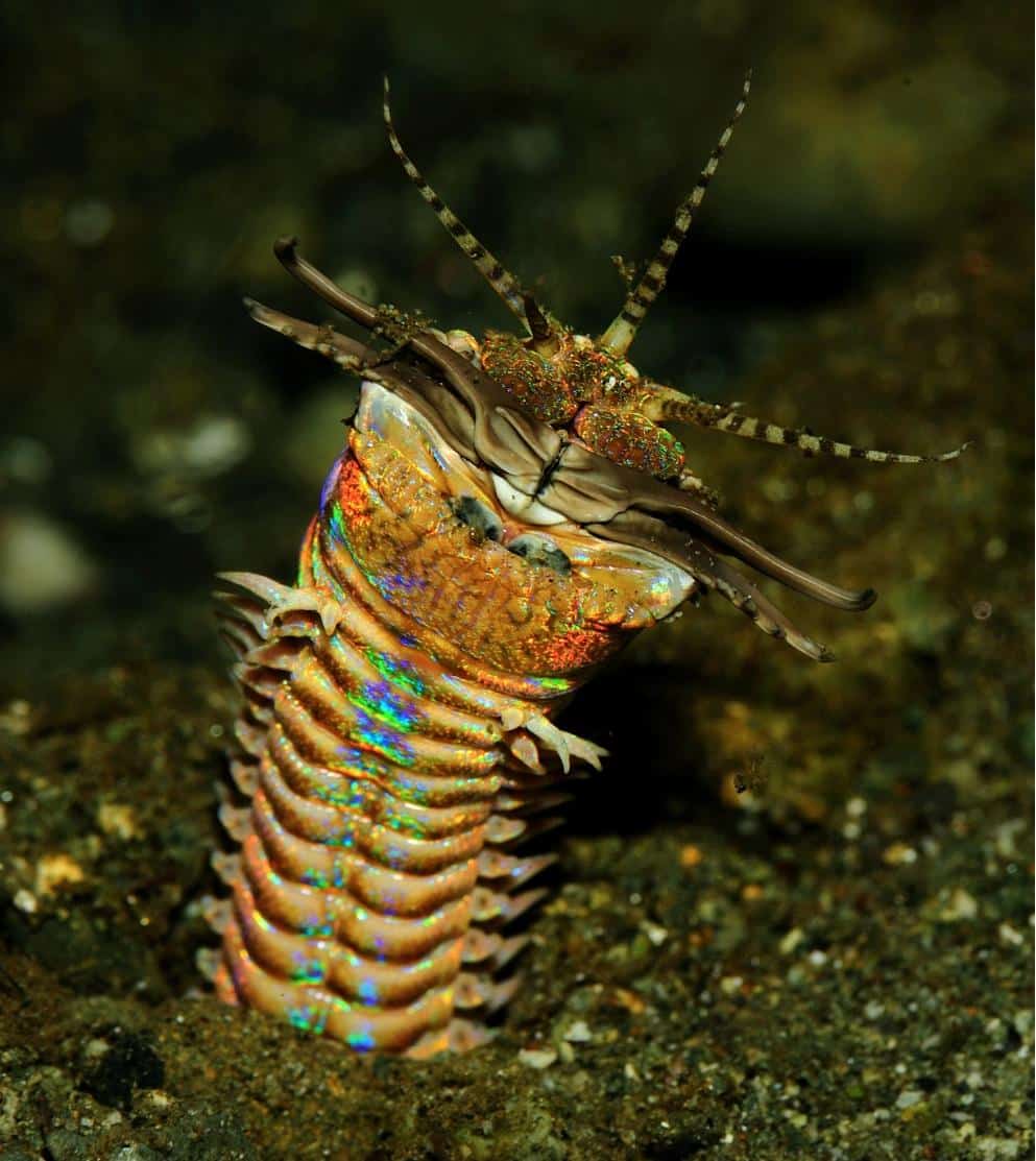 Everything Eats The Worm- Polychaete Worms - All-Waters