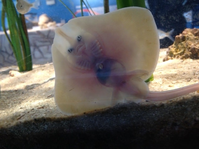 A baby skate popping out of its egg casing : r/oddlysatisfying