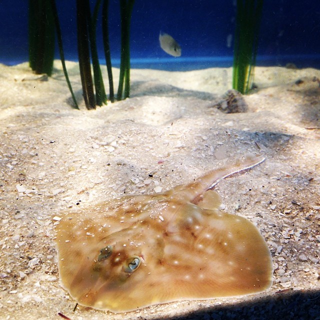 Monterey Bay Aquarium — How to spot a big skate on our Shark Cam