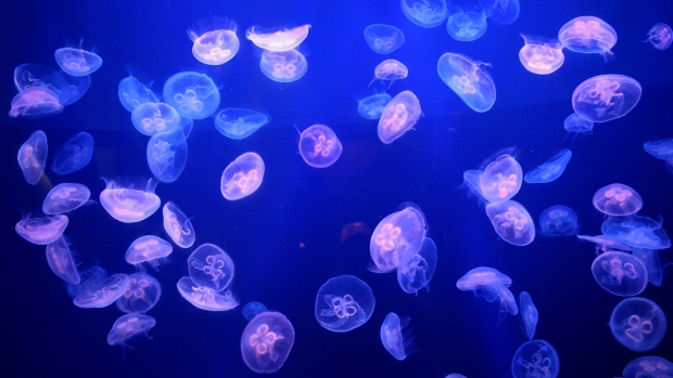 blue moon jellyfish