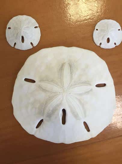 Sand Dollars: Dead or Alive?