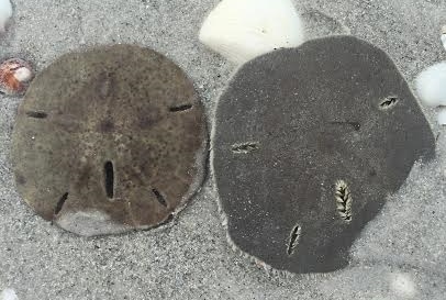 Sand Dollars: Dead or Alive?