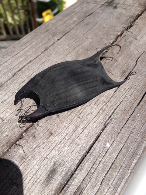 Egg case / mermaid's purse of a Thornback ray / Thornback skate on... News  Photo - Getty Images