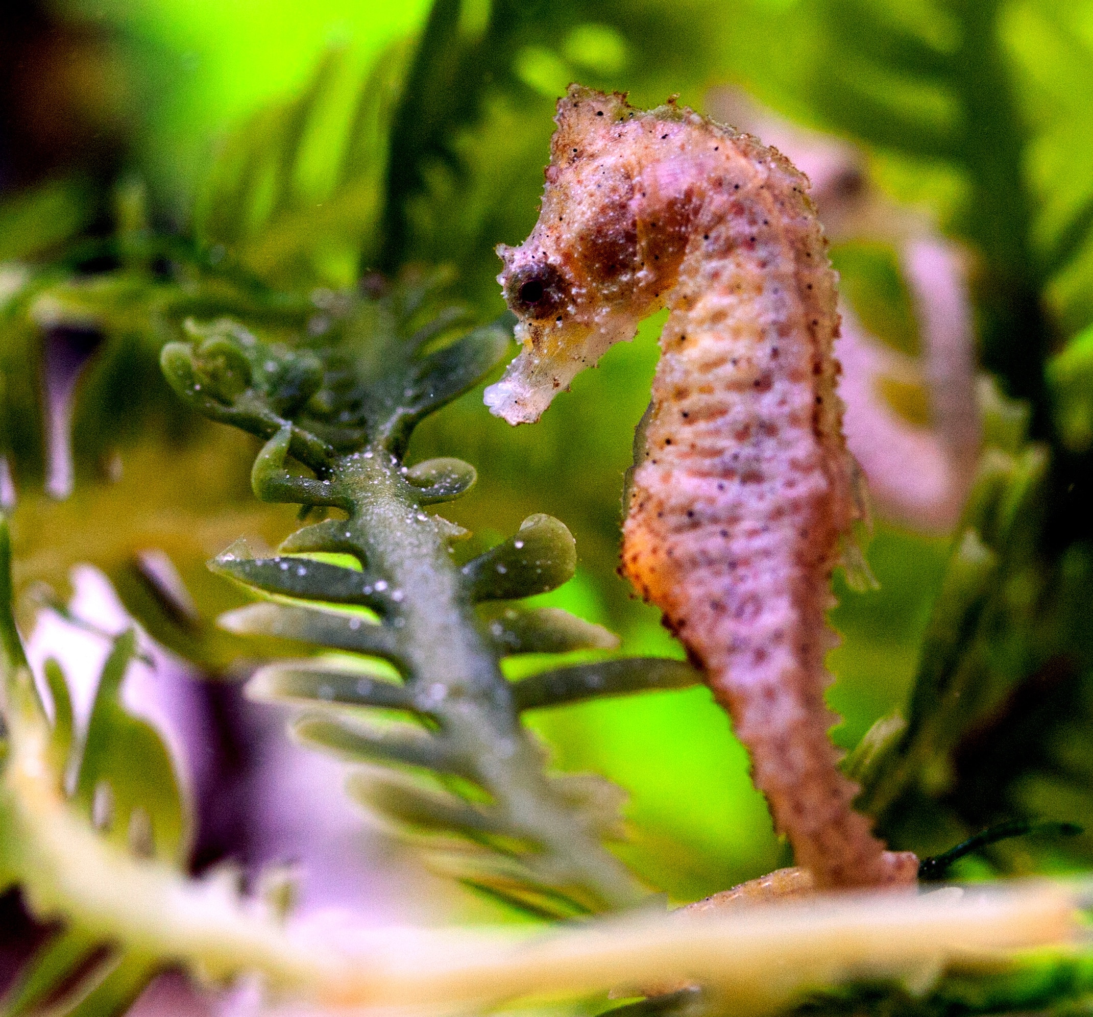 Dwarf seahorse, Hippocampus zosterae