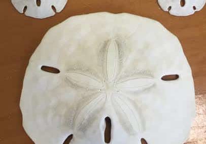 Dead Sand Dollars
